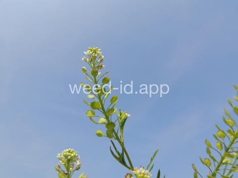 pepperweed, Virginia